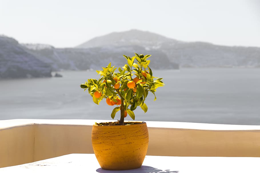 santorini, greece, flower, view, caldera, sky, plant, pot, sunshine, travel