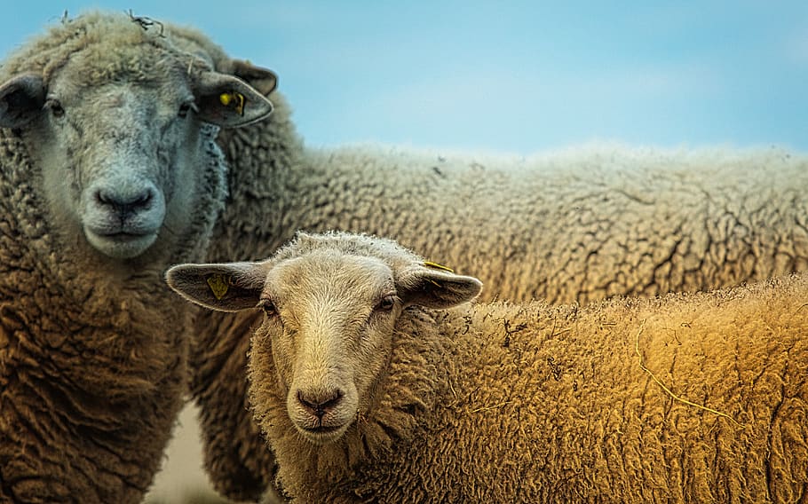 ovejas, animales, lindo, naturaleza, cara de oveja, cabeza, ganado, animal, mamífero, temas de animales