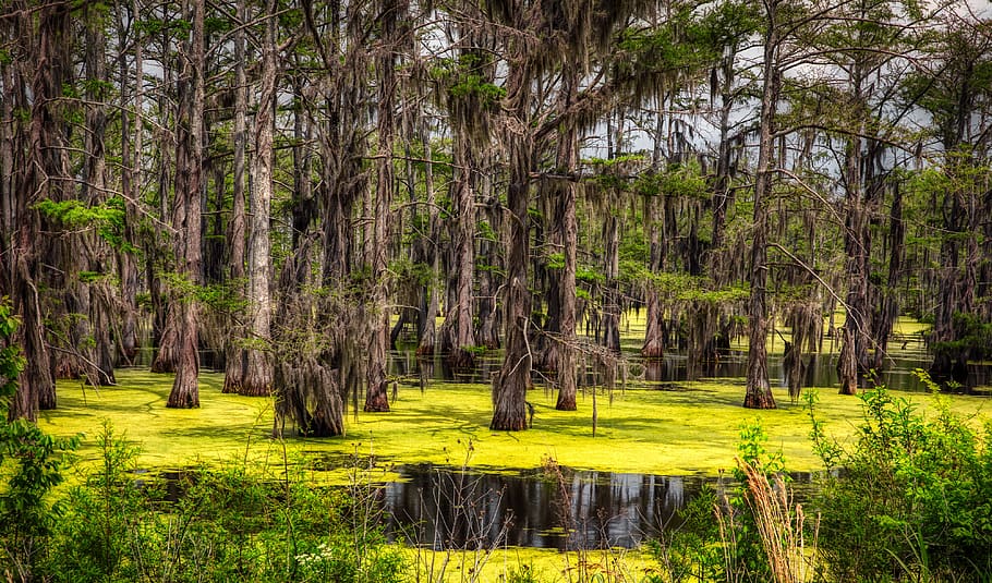 mississippi, swamp, marsh, forest, trees, woods, water, reflections, mood, landscape