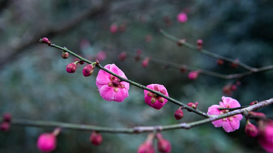 flower, plum blossom, spring, petal, calyx, flowers, plant, tree, branch, freshness