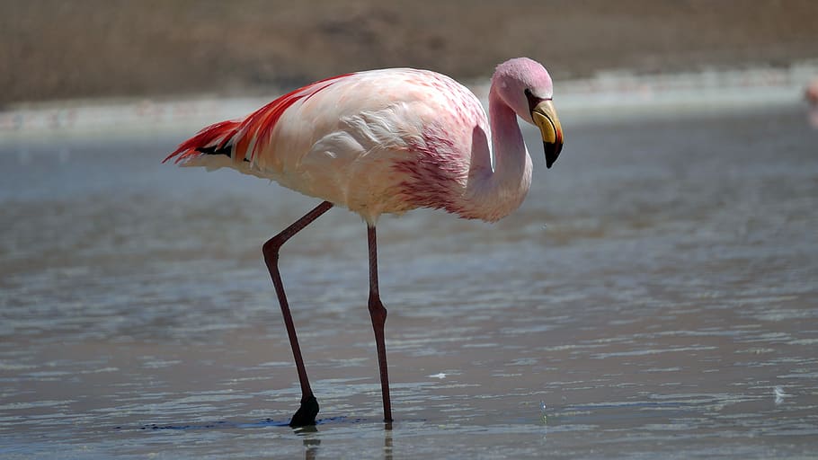 birds, flamingo, pink, colorful, pen, bird, animal, animal themes, water, vertebrate