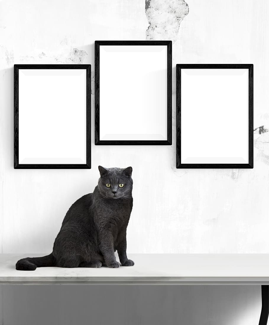 wall, poster, frame, cat, mammal, pets, domestic animals, domestic, one animal, picture frame