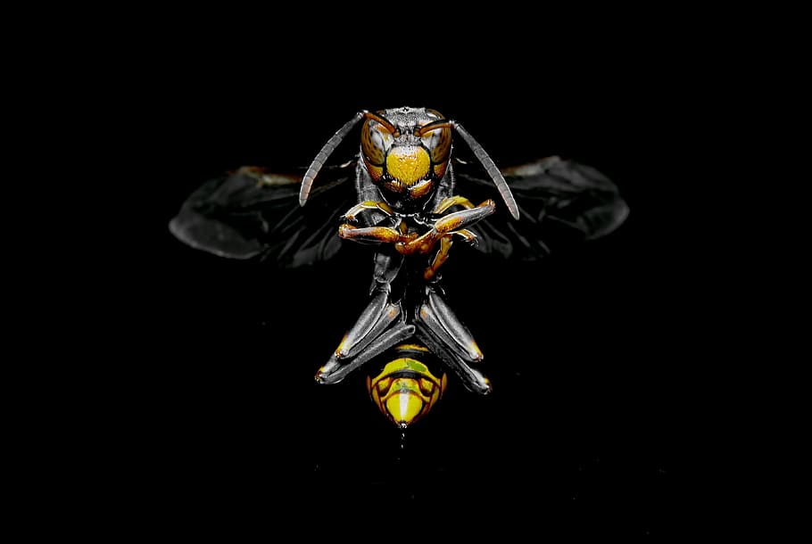 wasp, insect, nature, animal, fly, bee, beekeeping, garden, wings, spring