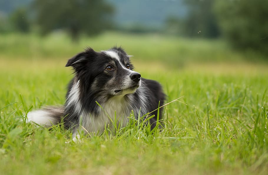 border collie, dog, british sheepdog, purebred dog, border, herding dog, pet, playful, fur, black and white