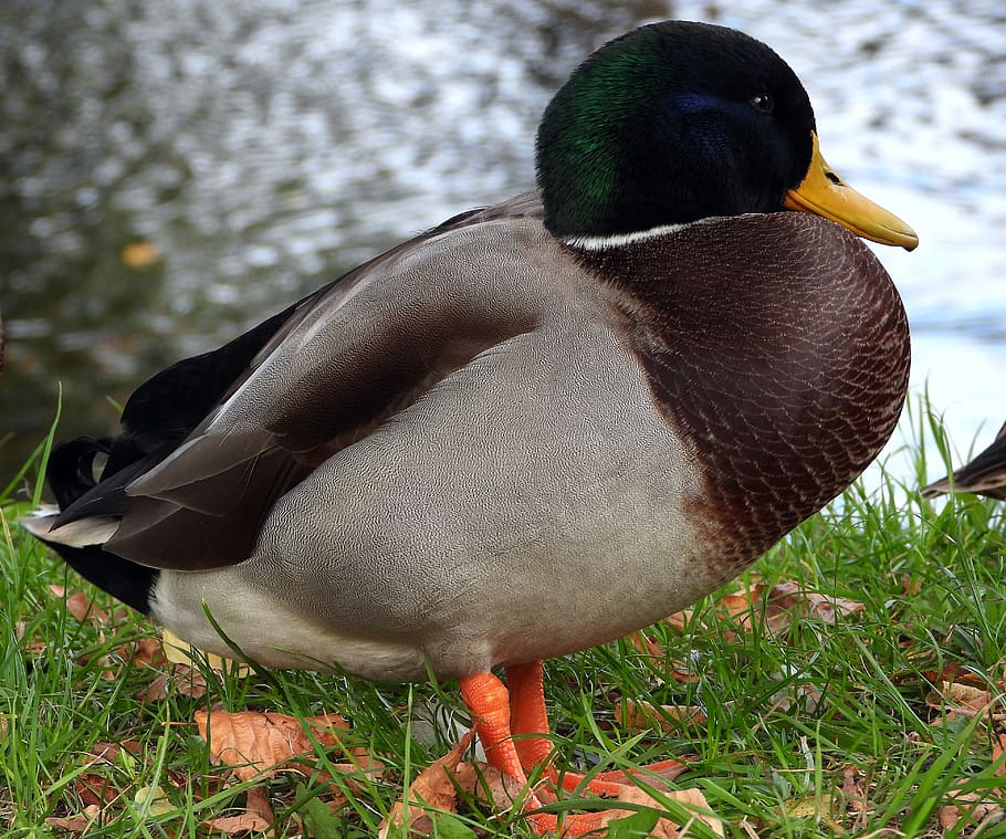 duck, the wild duck, french, bird, animals, water, wild, swim, plumage, nature