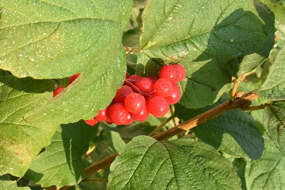 viburnum, red, berry, plant, fruit, leaves, bright, garden, autumn, therapeutic