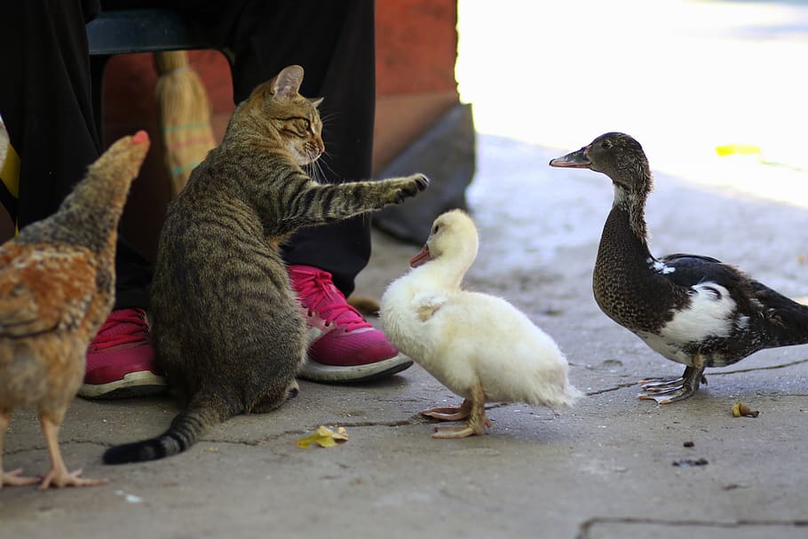 cat, rate, chicken, friends, pet, food, cute, domestic animals, group of animals, animal