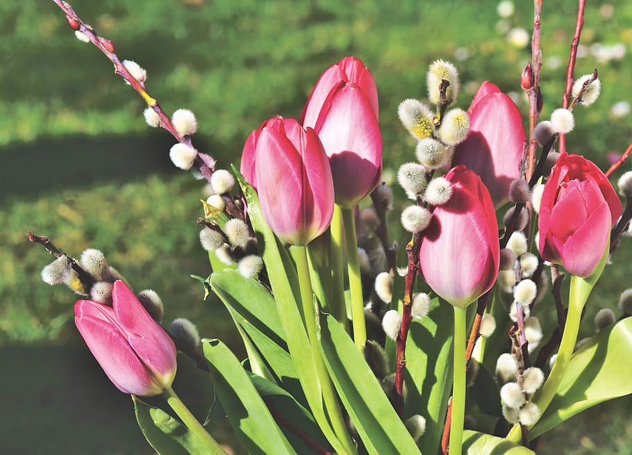 tulipán, ramo de tulipanes, ramo, amento de sauce, gatito de palma, schnittblume, flor de primavera, pétalos, primavera, floración