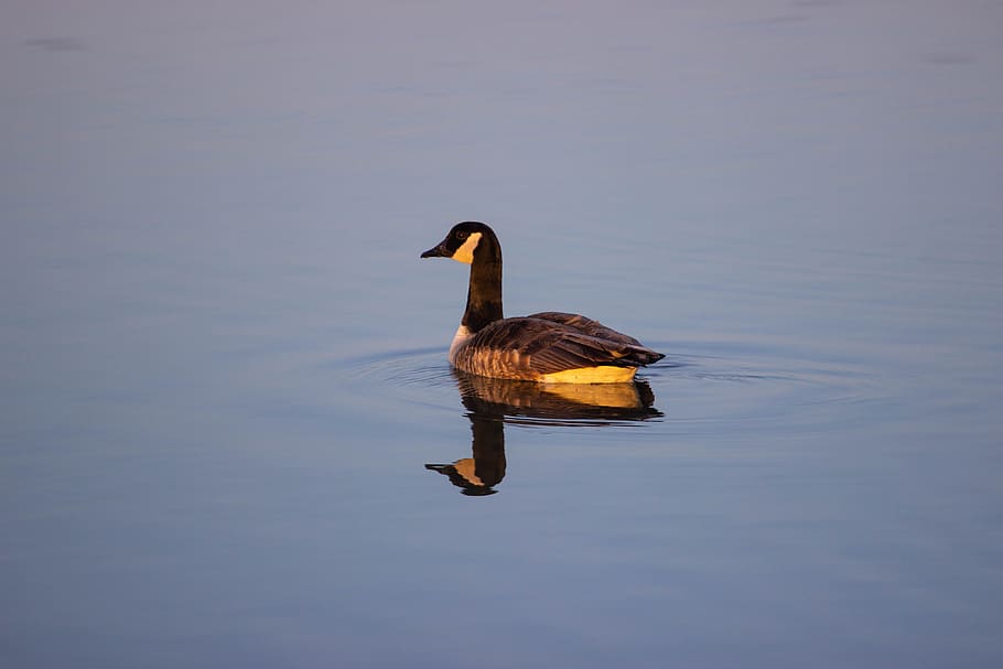 canada goose, canadian goose, bird on water, goose on still water, geese, dawn, dusk, goose swimming, water, poultry