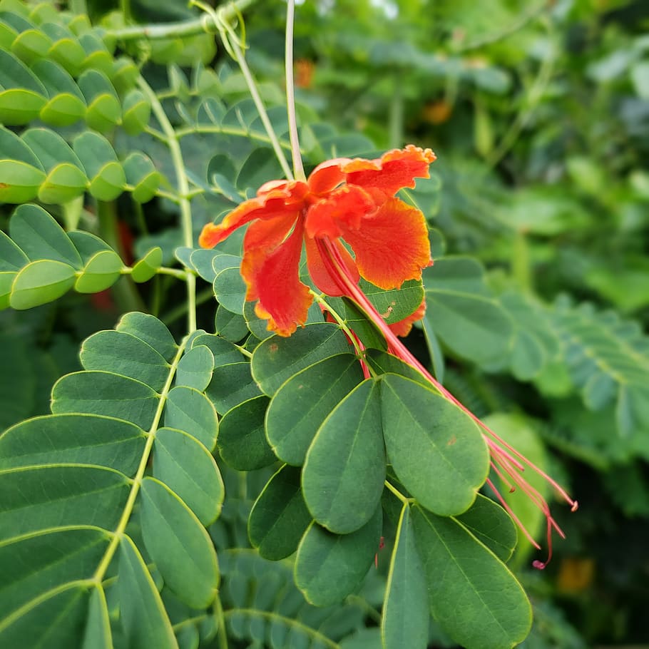 red, flower, hibiscus, garden, nature, leaves, summer, hawaii, plant, plant part