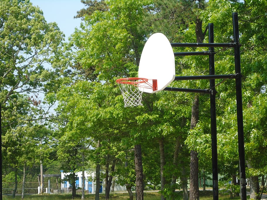 basketball, court, hoop, basket, tree, plant, nature, growth, day, green color