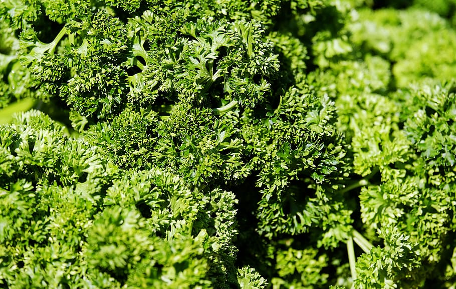 parsley, petroselinum crispum, green, fresh, herbs, healthy, herbal plant, culinary herbs, aroma, of course