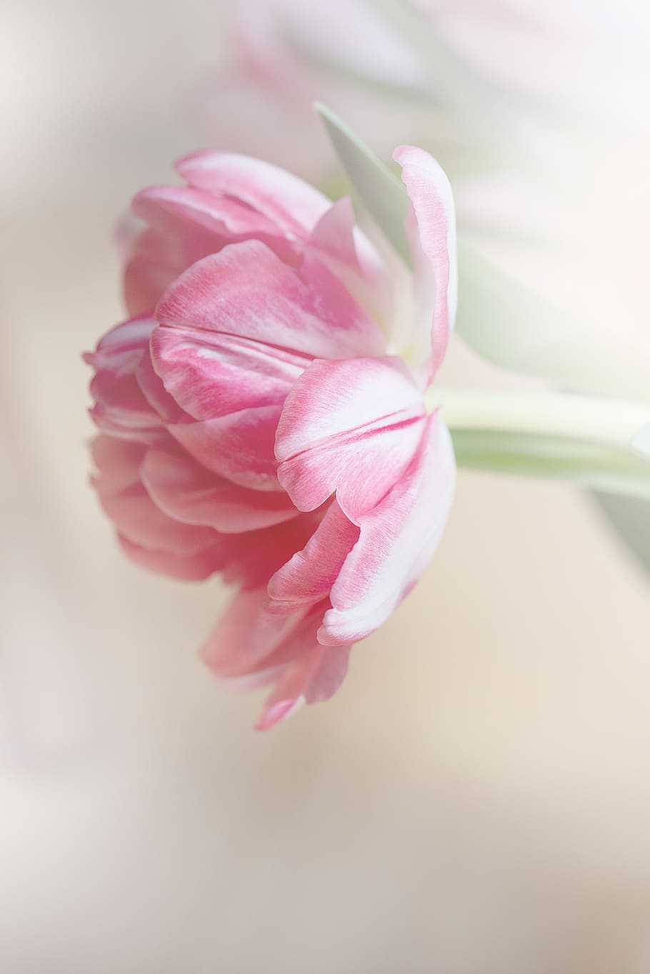 tulip, flower, blossom, bloom, pink, gorgeous, beautiful, petals, spring flower, schnittblume