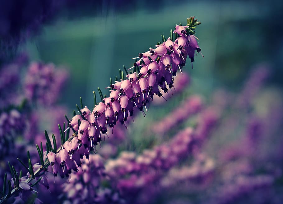 heather, flowers, flower, floral, garden, nature, lilac, plants, plant, beauty in nature
