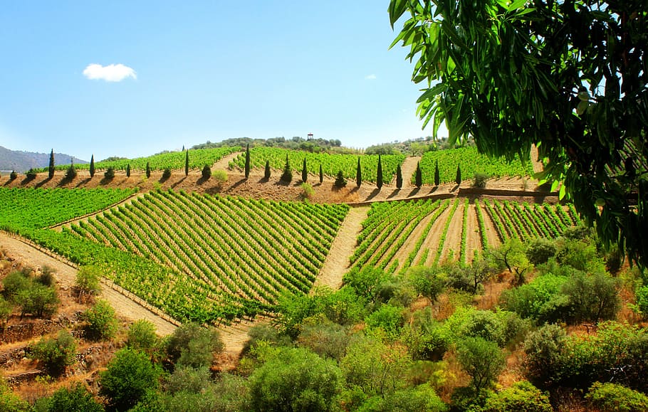 luas, dianggap, satu, indah, anggur, produksi, daerah, di mana saja, lembah douro, tertua