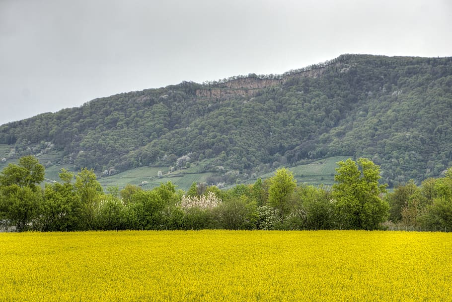 oilseed rape, field of rapeseeds, odenwald, schriesheim, yellow, plant, tree, beauty in nature, land, scenics - nature