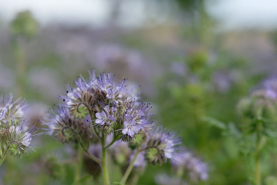 tansy phacelia, facelia, blue, summer, bouquet wrotyczowa, violet, field, the cultivation of, flower, flowering plant