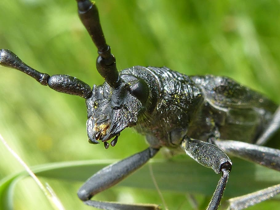 escarabajo de cuernos largos, escarabajo, insecto, naturaleza, animal, macro, de cerca, sonda, mundo animal, negro