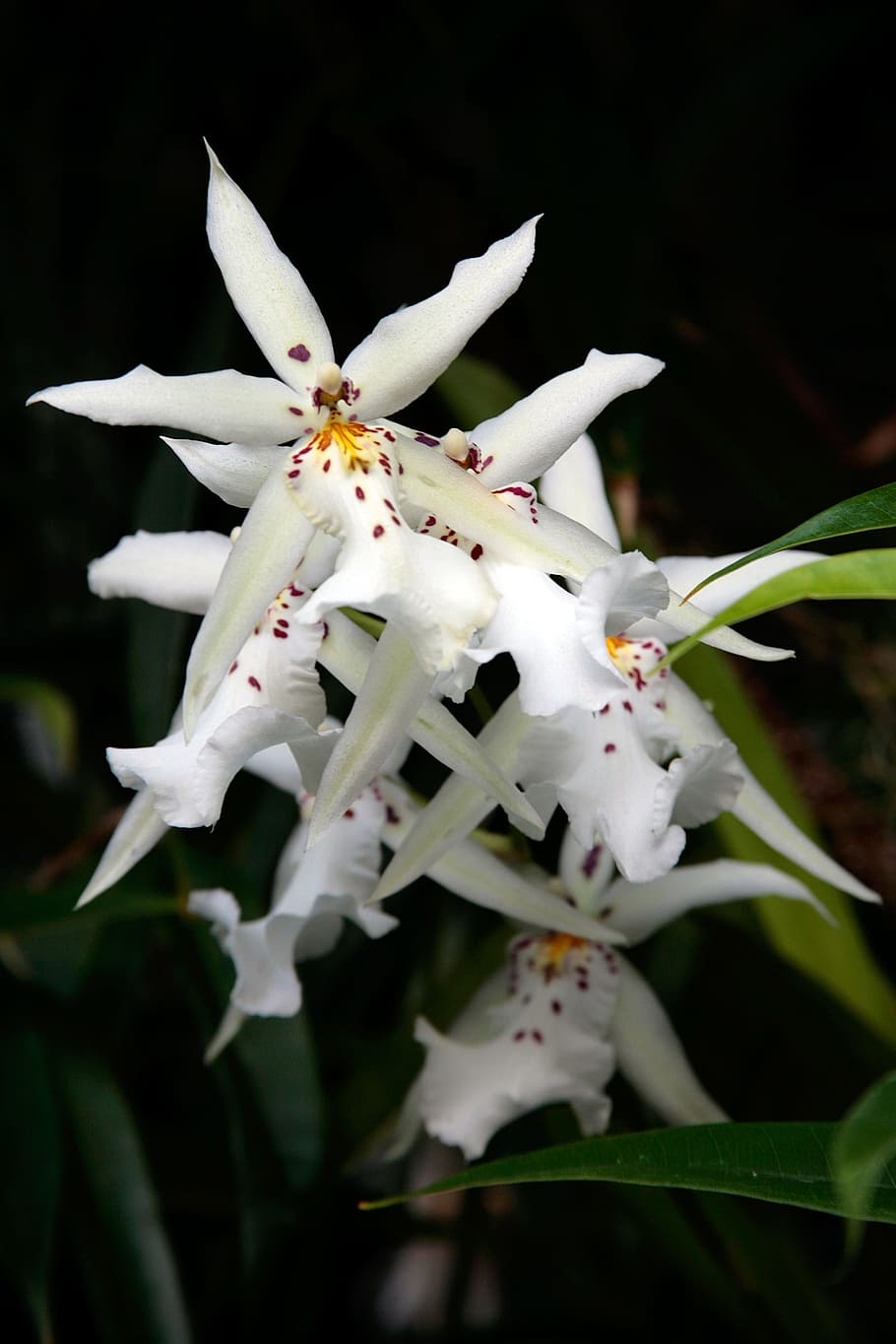branco, flores de orquídea de aranha, variedade, orquídeas brassia, orquídeas., imita flor de orquídea de aranha, atrair, parasita, fêmea, vespas de aranha