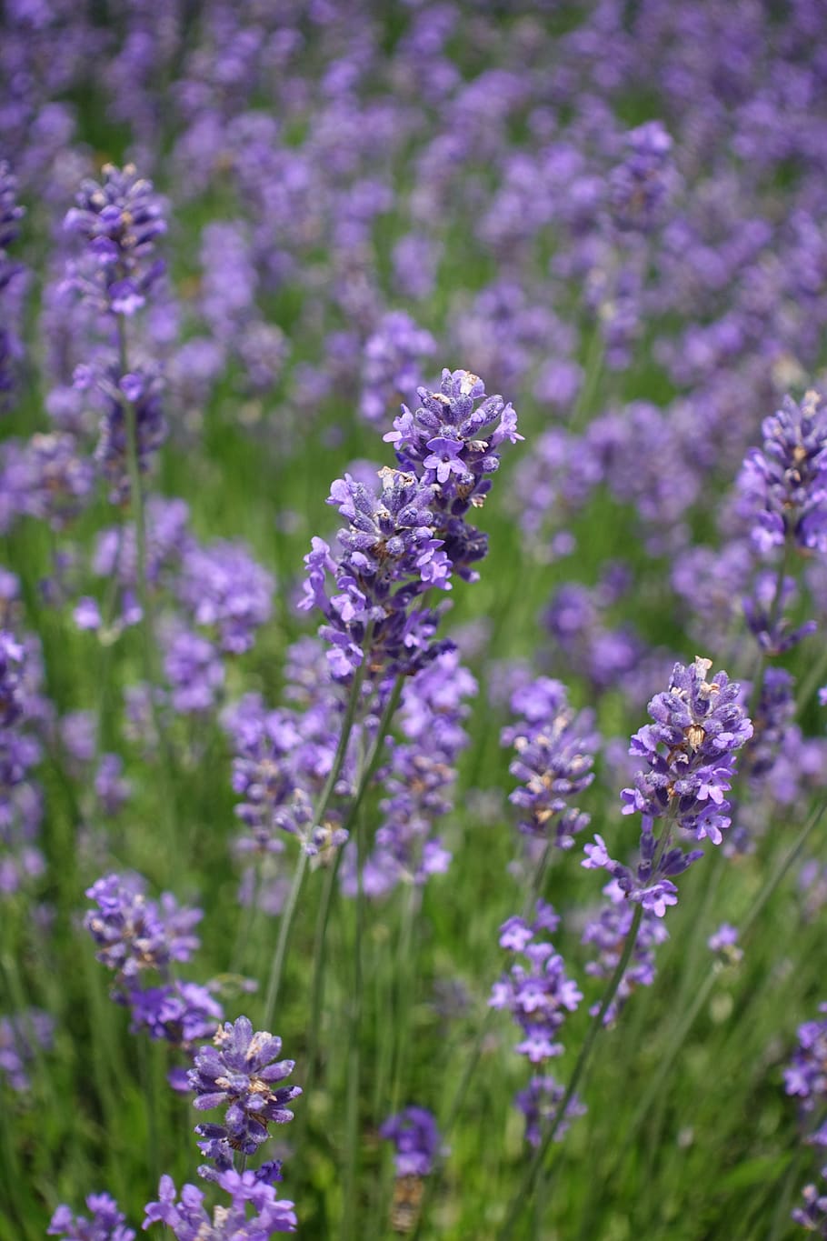 lavanda, flores, campo de lavanda, flora, florales, flores de lavanda, Flor,  planta floreciente, planta, belleza en la naturaleza | Pxfuel