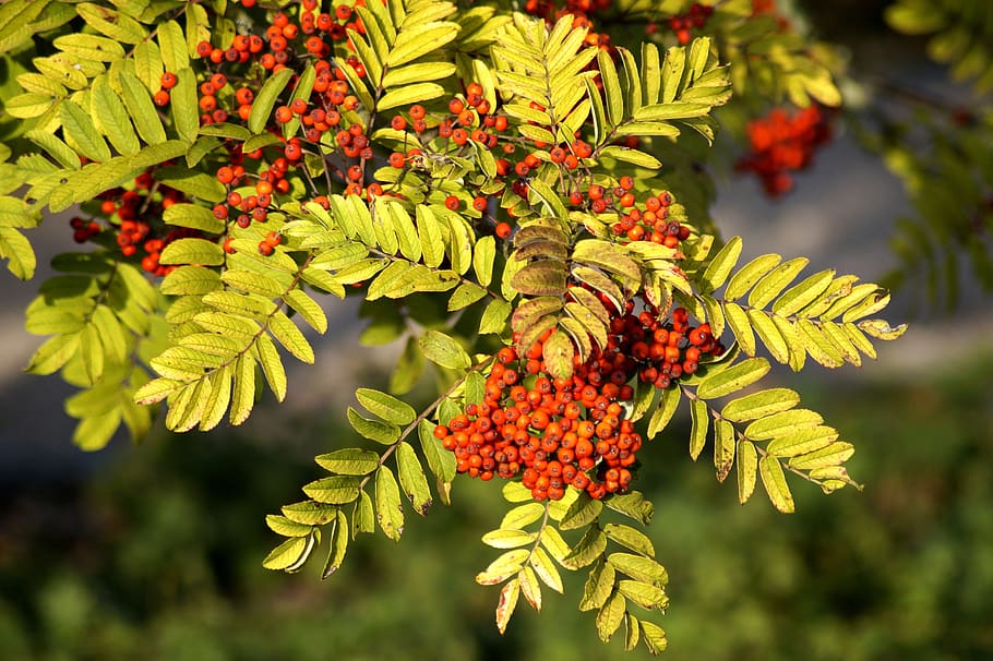 rowan, autumn, bird berries branch, leaves, harvest, rustic, red, orange, berry red, berry