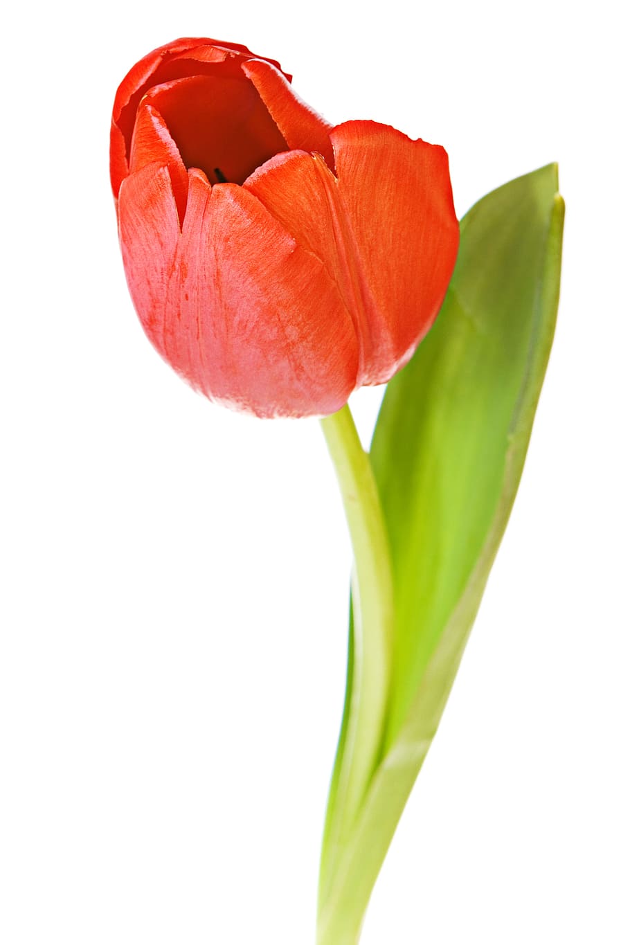 tulips, tulip, red, nobody, flower, flowers, seasonal, background, stems, isolated
