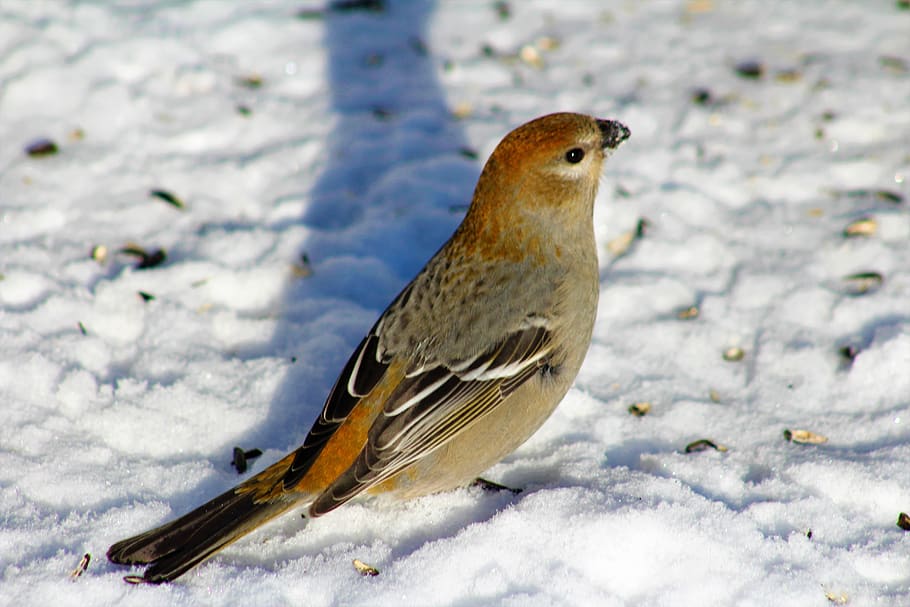bird, bird watching, pine grosbeak, female, nature, wildlife, beak, snow, winter, close up
