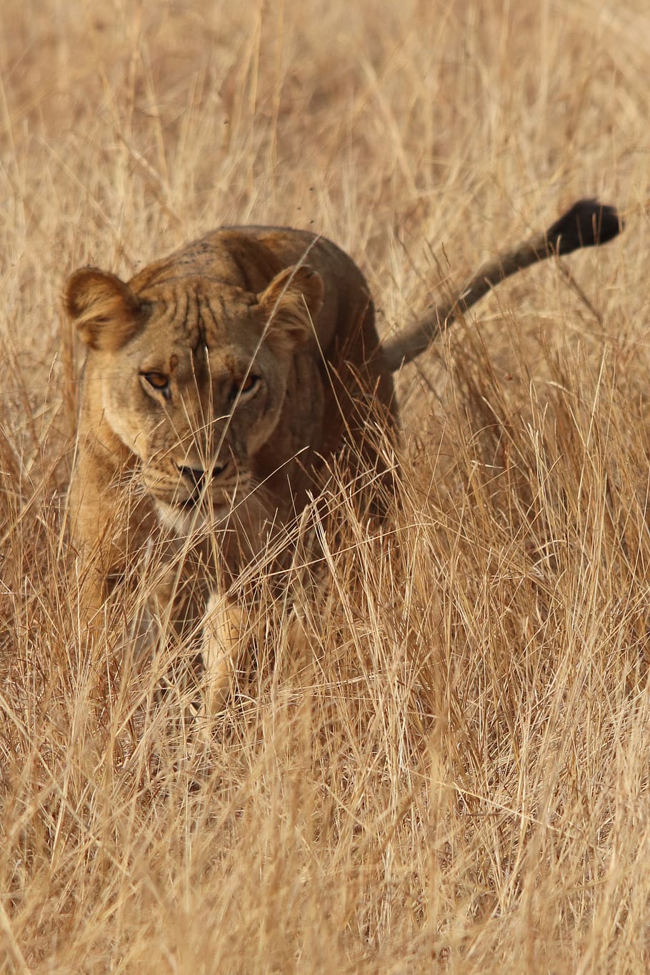 the lioness, predator, savannah, animal wildlife, one animal, feline, mammal, animals in the wild, cat, lion - feline