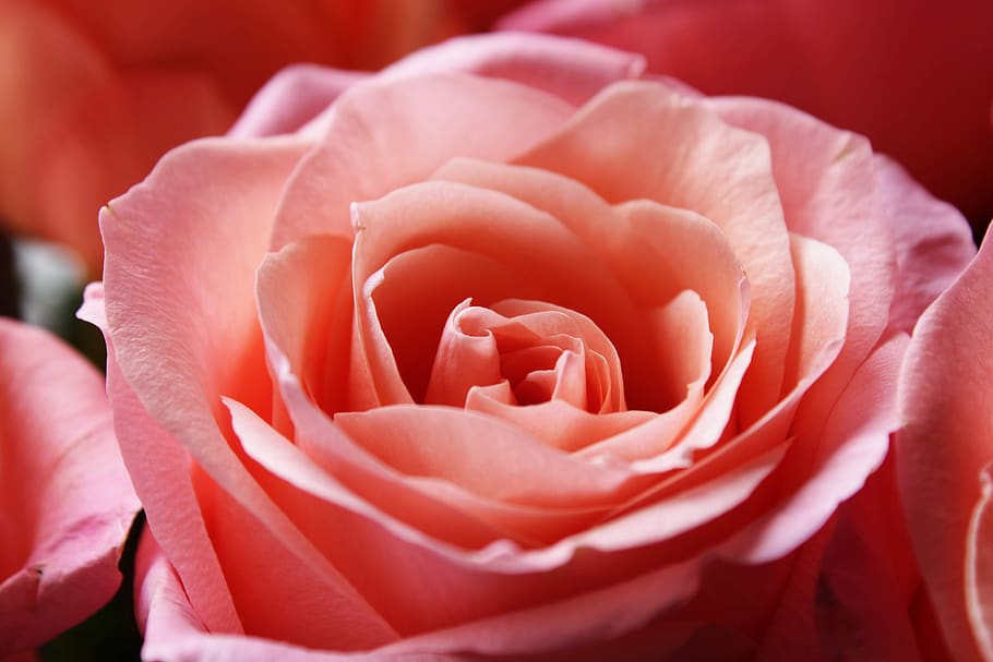 mawar merah muda, latar belakang, gairah, makro, perasaan, mawar, bunga, merah muda, mekar, mawar bunga