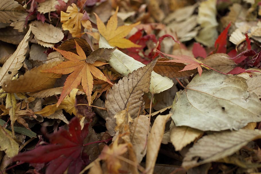 nature, leaves, green, trees, autumn, fall, dried, plant part, leaf, change