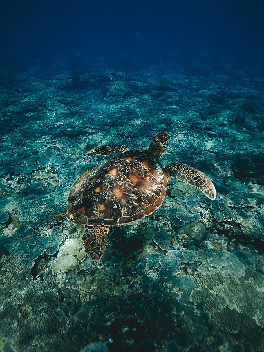 diving, snorkeling, turtle, ocean, sea turtle, sea, water, underwater, travel, vacation