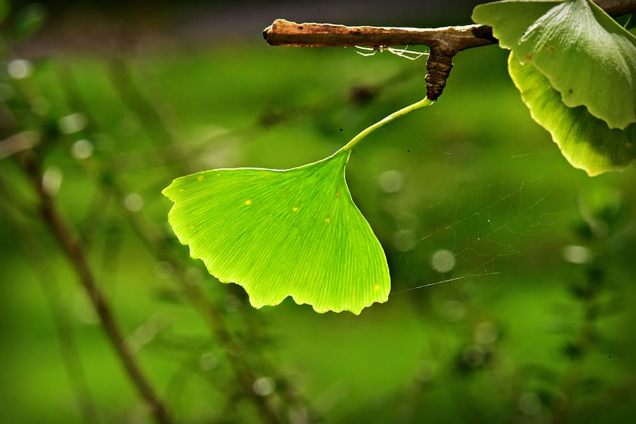 ginkgo biloba, leaf, branch, tree, autumn, light green, plant, growth, green color, plant part