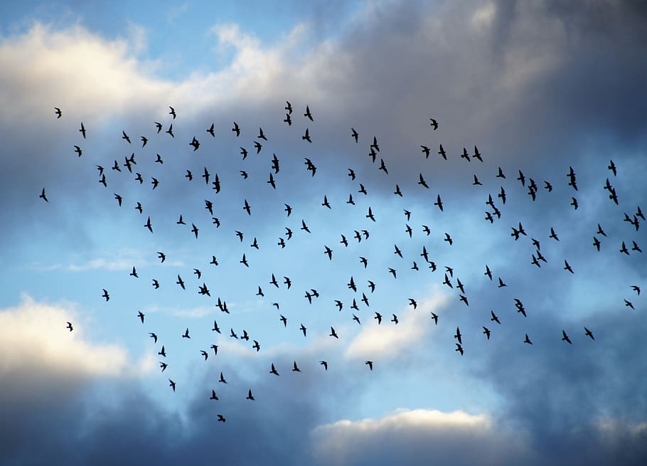 birds, a bevy of, covey, silhouette, heaven, sky, light, blue, flying, flies