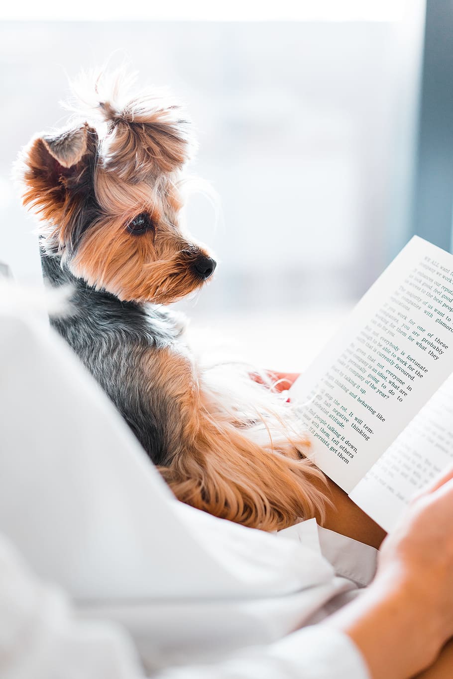 cute, dog reading, book, adorable, animals, bed, bedroom, calm, dogs, time
