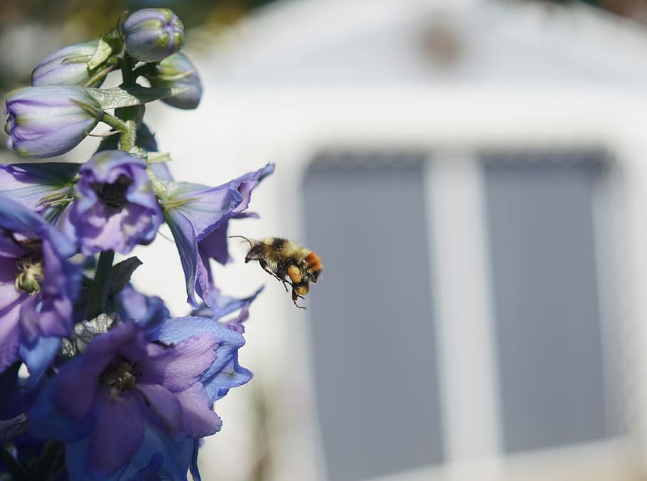 flower, bee, bumblebee, flying, midair, plant, insect, sunny, summer, bees