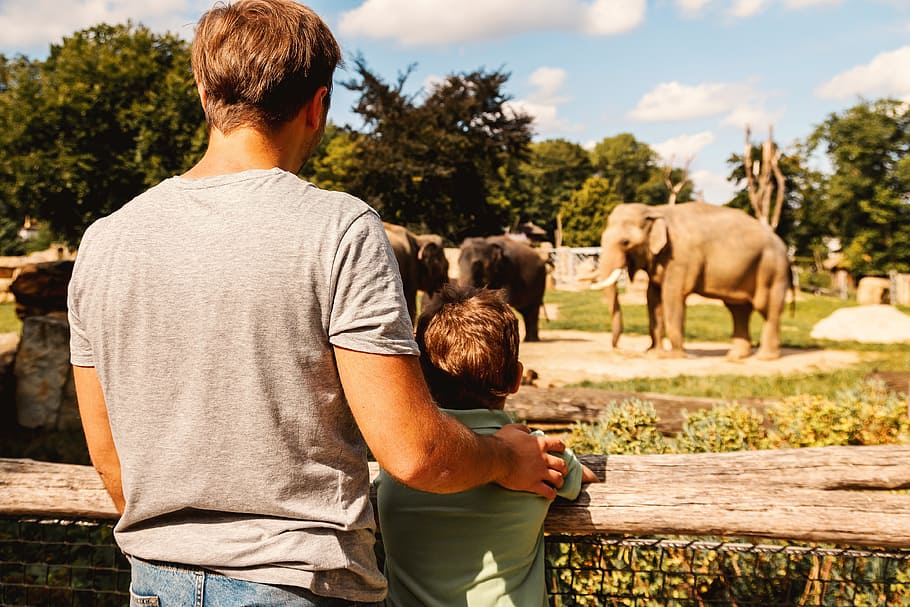 pai, filho, procurando, elefante, jardim zoológico, mamífero, homens, animais domésticos, uma pessoa, vista traseira