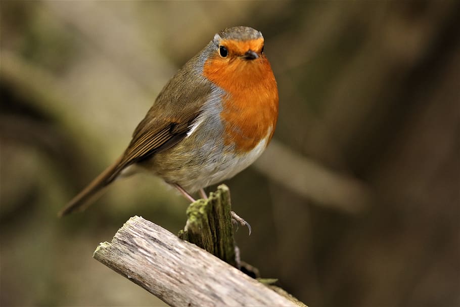 robin, wildlife, perched, nature, tree, winter, one animal, animal wildlife, bird, vertebrate