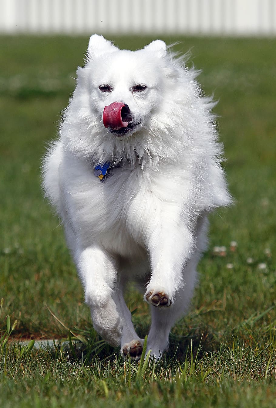 dog, american eskimo, pet, animal, cute, white, running, one animal, pets, domestic