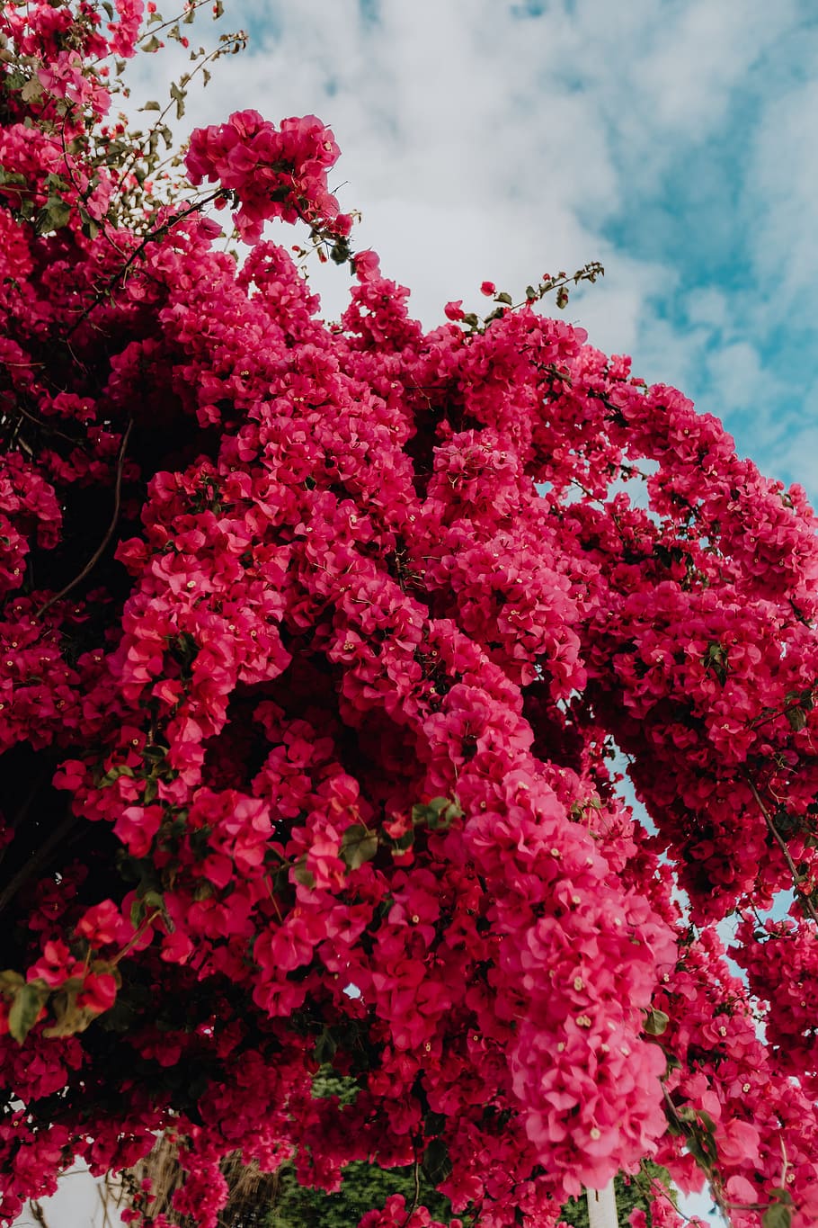 merah muda, bunga bugenvil, tradisional, portugis, putih, rumah, musim panas, bunga, pohon, portugal
