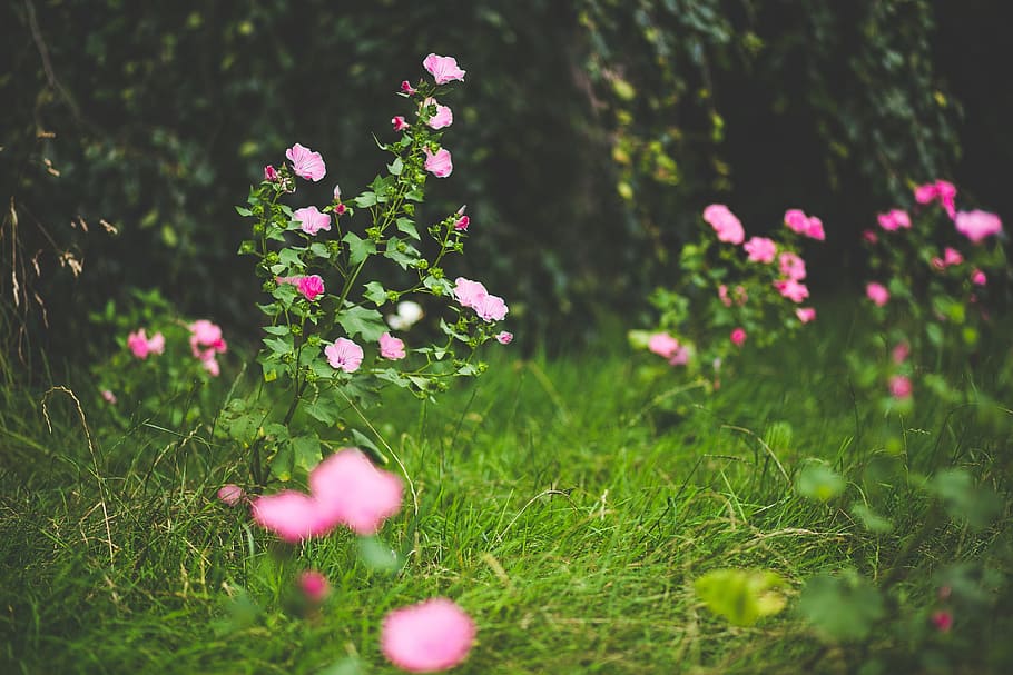 flowers, nature, pink, blossoms, spring, summer, branches, grass, leaves, outdoors