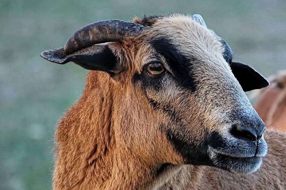 ovejas, ovejas de camerún, bock, animales, marrones, ganado, cuernos, Temas de animales, animal, un animal