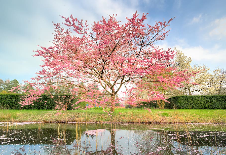 pohon merah muda, mekar, cerah, musim semi, pink, pohon, cabang, alam, warna, jepang