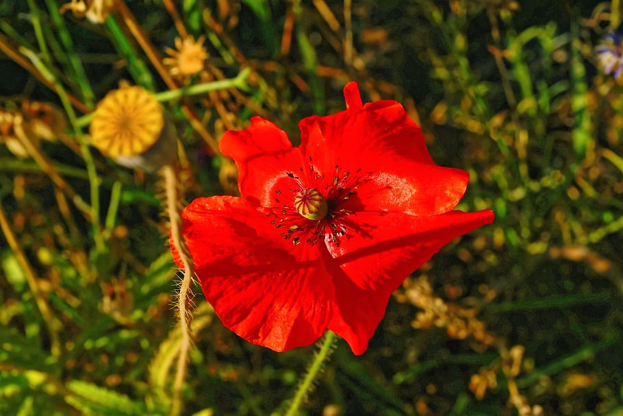 Новогодние мак. Растение Amapola. Красный Мак сад 105. Summer Poppy. Red Summer.