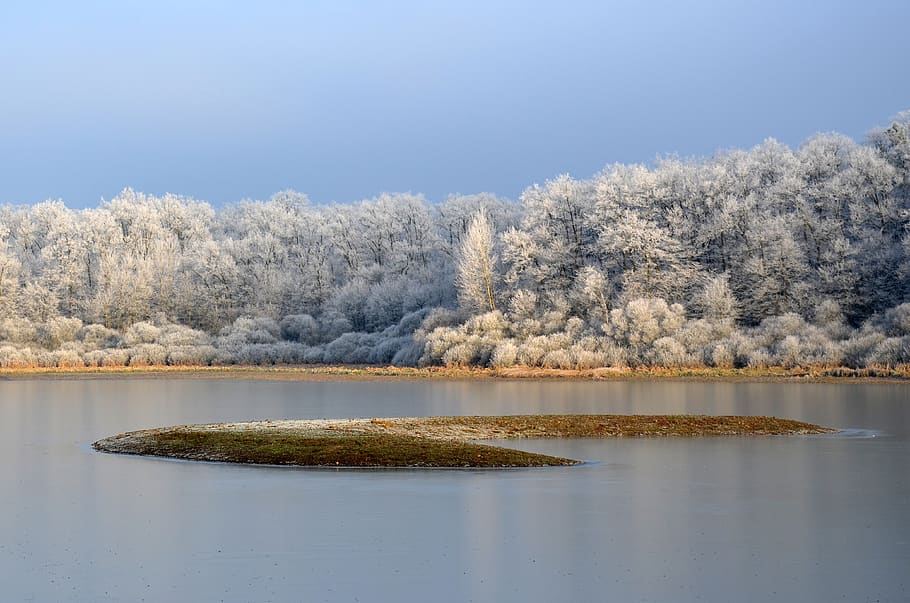 frost, pond, winter, cold, nature, frozen, water, gel, plants, trees