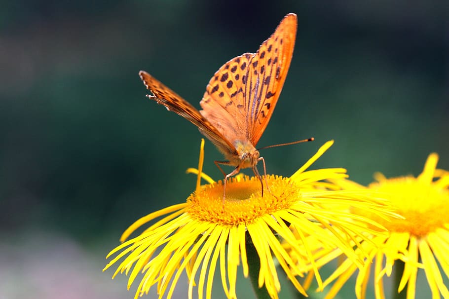 Для чего бабочкам пыльца на крыльях. Пыльца крылья