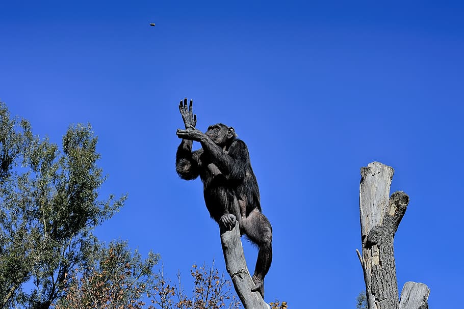 chimpancé, mono, comida, captura, mundo animal, animal, mamífero, zoológico, naturaleza, hellabrunn