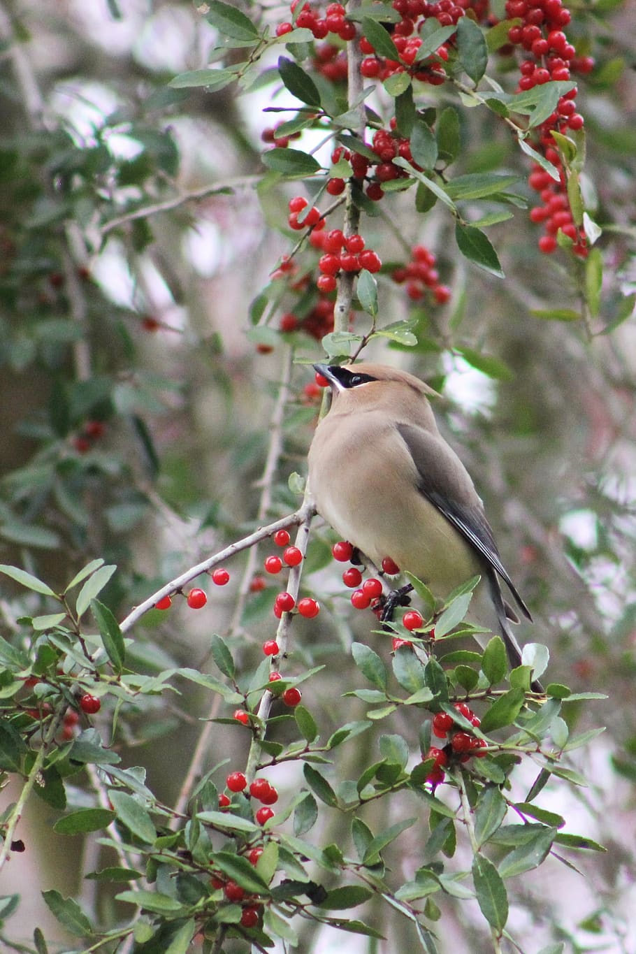 cedar waxwing, bird, waxwing, nature, wild, perched, wildlife, wing, tree, ornithology