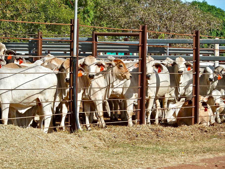 cattle, enclosure, penned, export, agriculture, feed lot, slaughter, food, meat, livestock