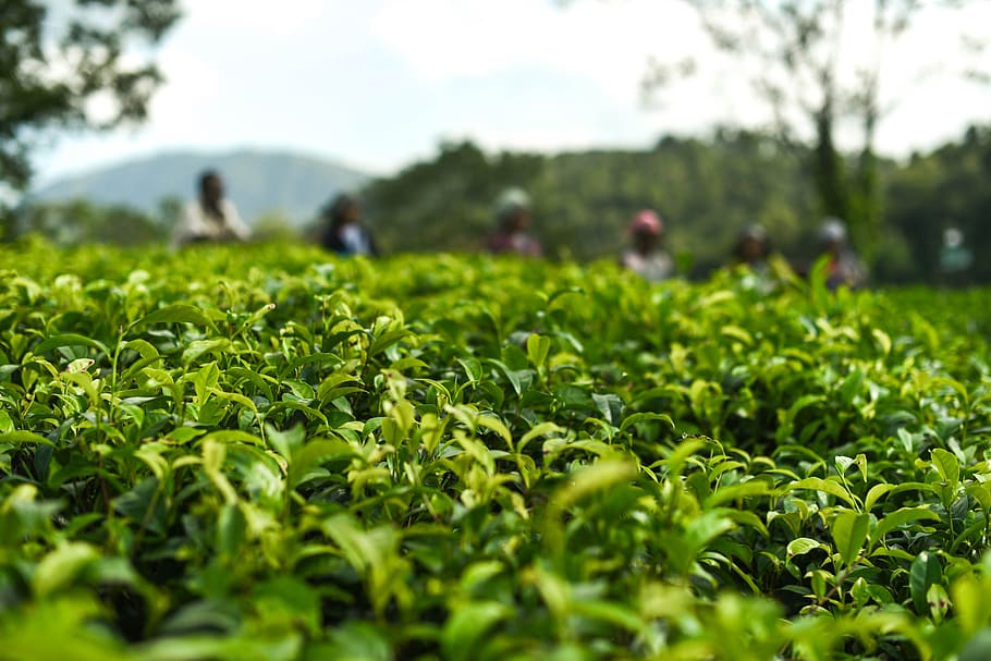 tea, leaves, tea garden, plant, green color, growth, field, nature, incidental people, land