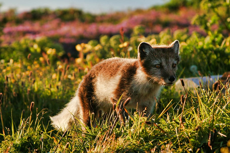arctic fox, animal, fox, nature, predator, outdoors, fur, mammal, iceland, arctic